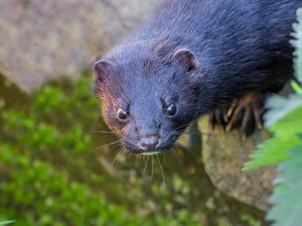 mustela