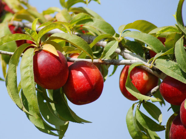 nectarines