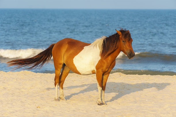 equus