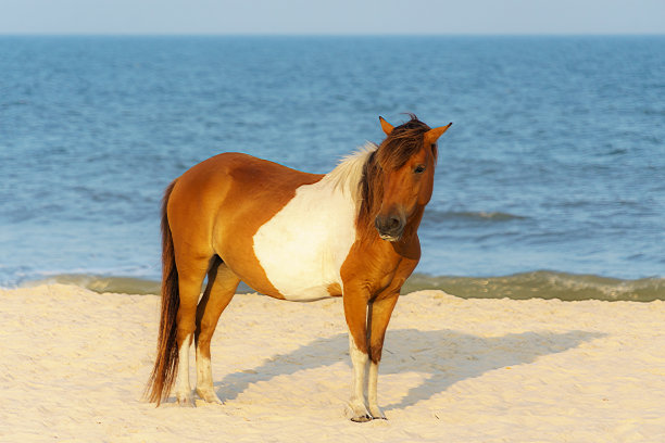 equus