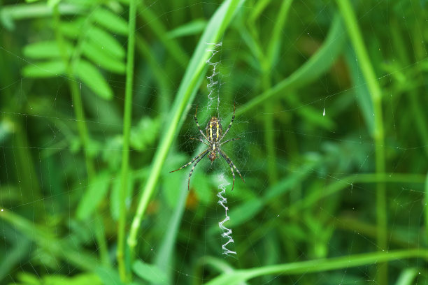 argiope