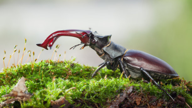 lucanus