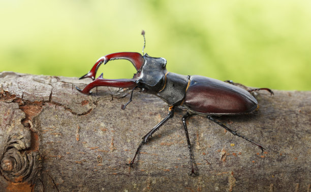 arthropod