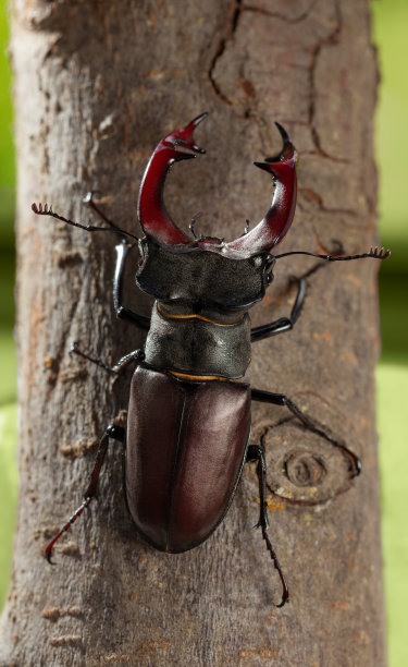 lucanus