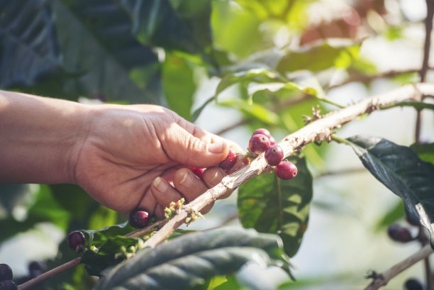 采摘咖啡豆