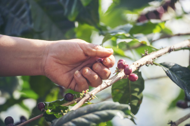 采摘咖啡豆