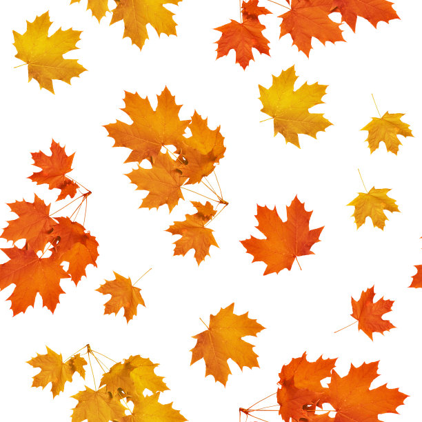 多彩秋季枫叶无缝图案