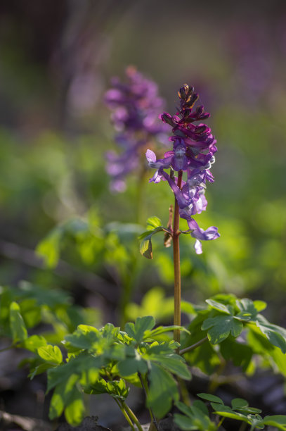 corydalis