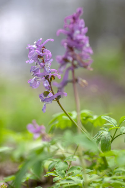 corydalis
