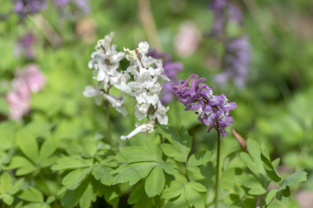 corydalis