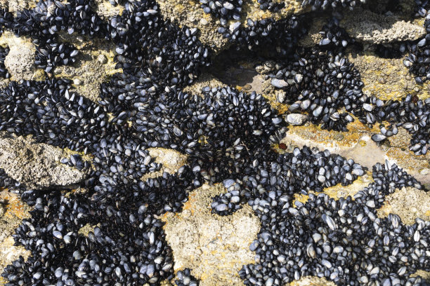 mussels