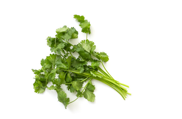 cilantro