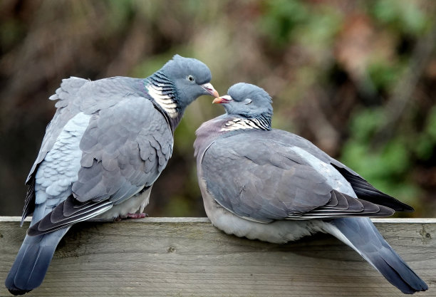preen