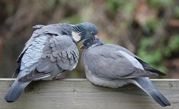 preen
