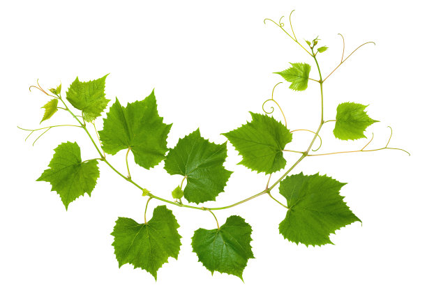 vineyard