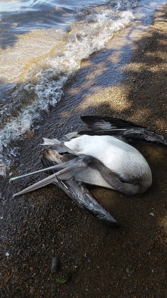 pelecanus