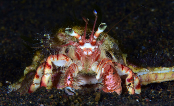 crustacean