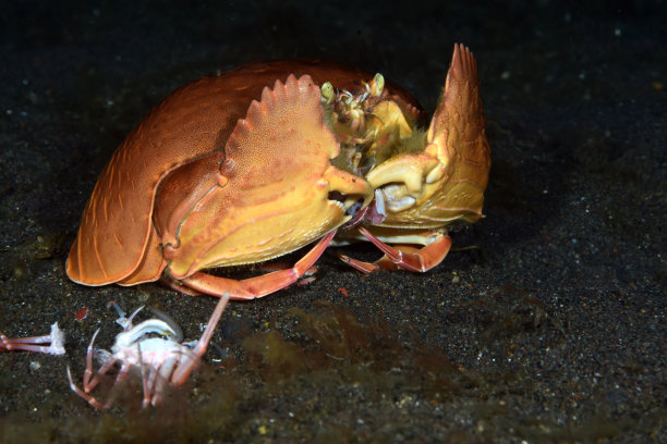 crustacean