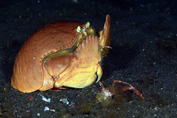 crustacean