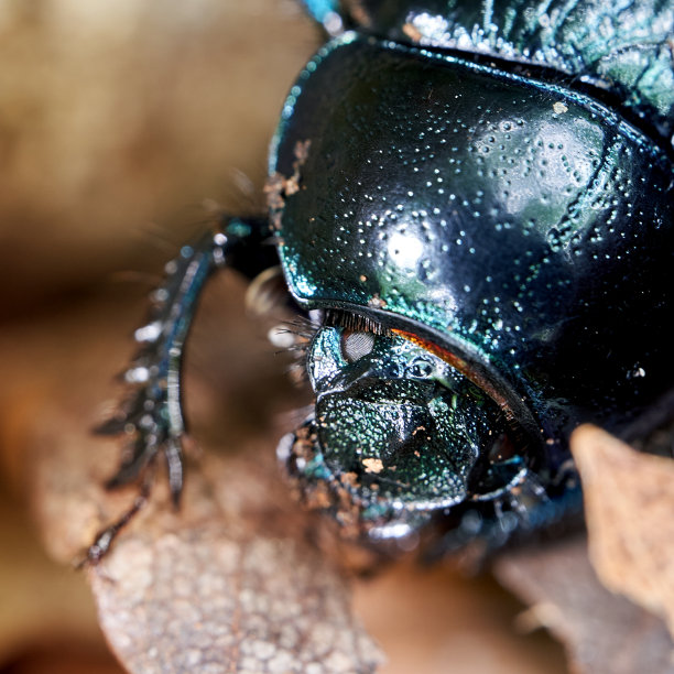 arthropod