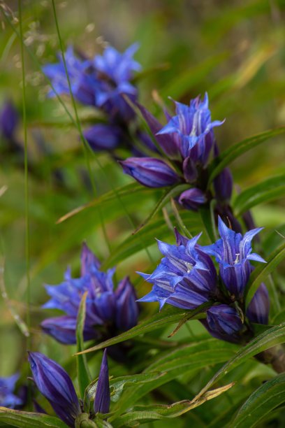 gentian