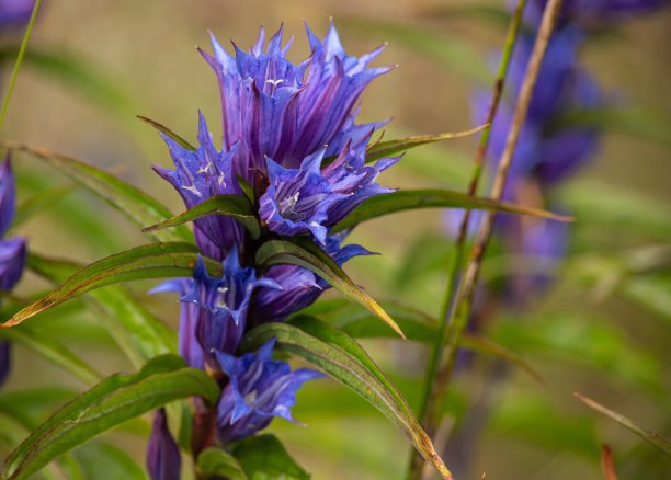 gentian