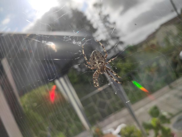 arachnid