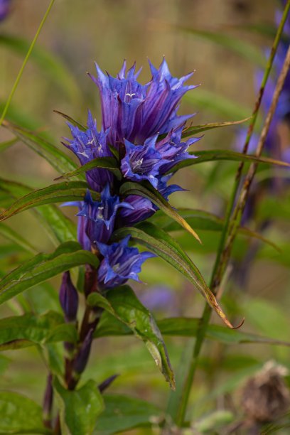 gentian