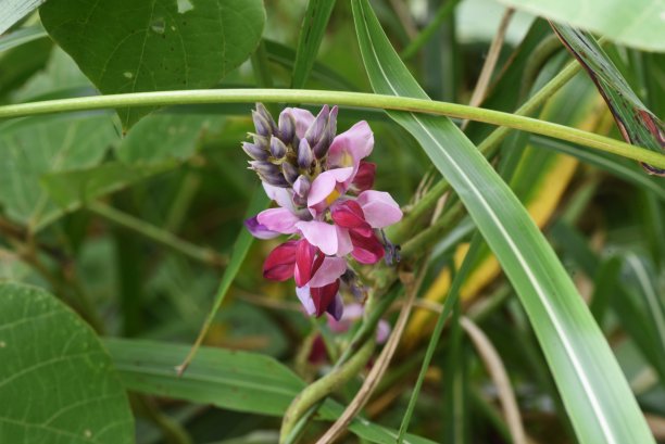 legume