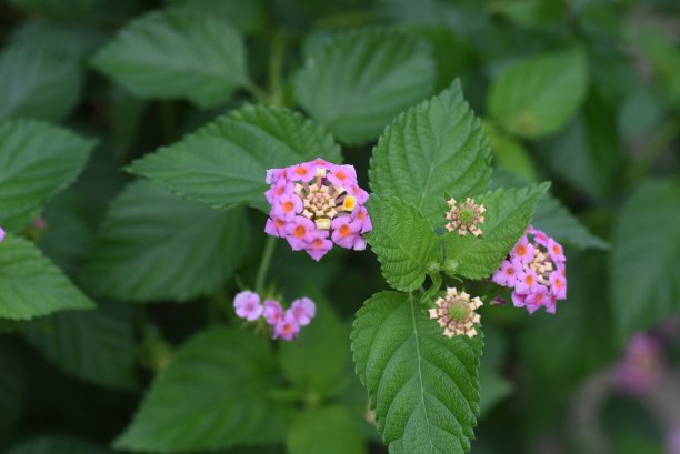 lantana