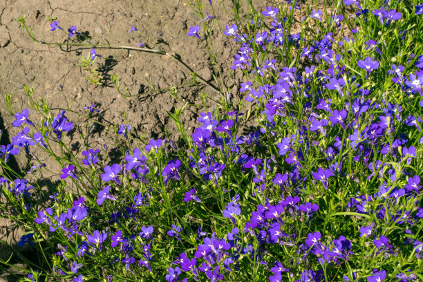 lobelia