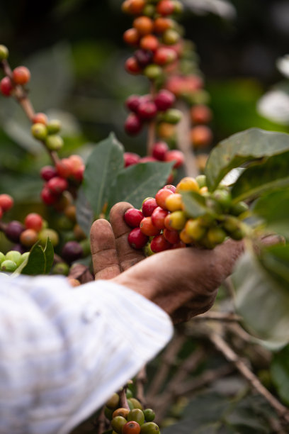 采摘咖啡豆