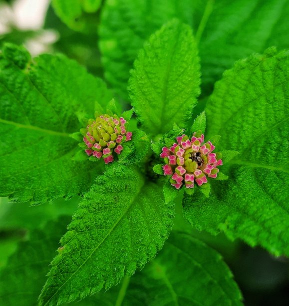 lantana