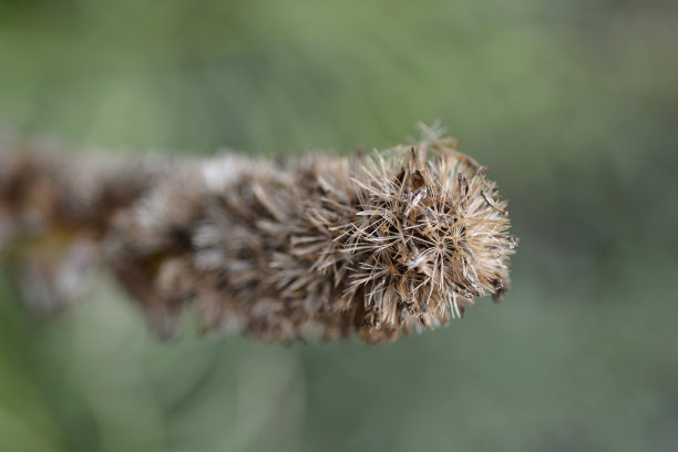 liatris