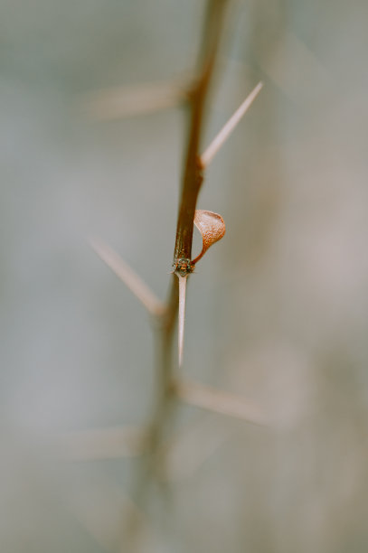 delicate