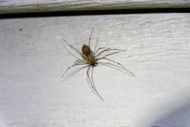 arachnid