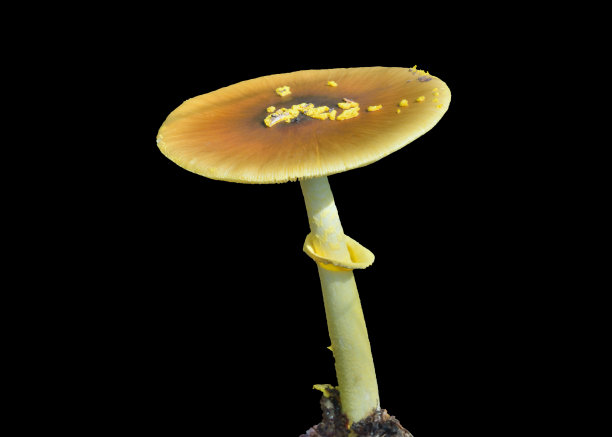 agaric