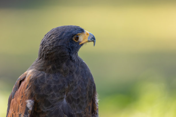 buzzard