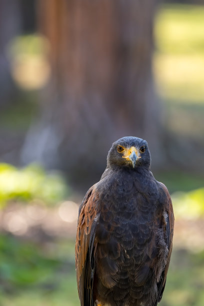 buzzard
