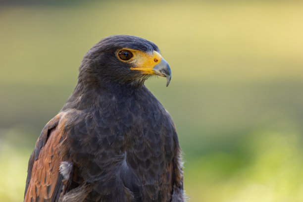 buzzard