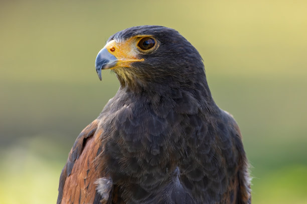 buzzard