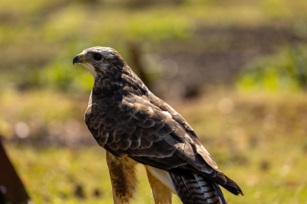 buzzard