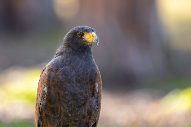 buzzard