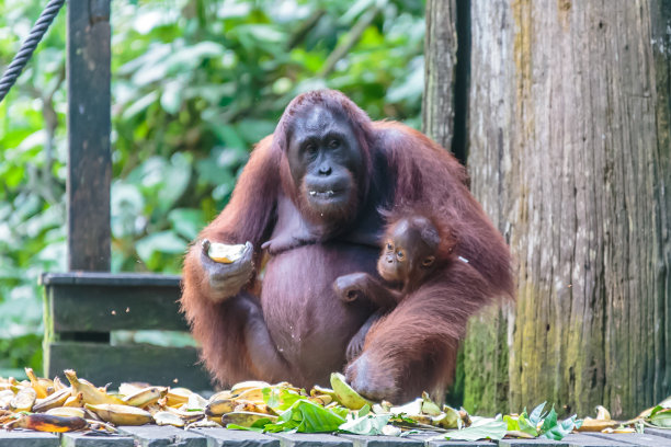 kalimantan