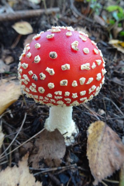 amanitaceae