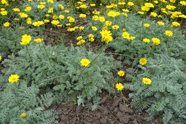 marguerite