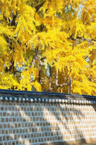季节,宁静,枝