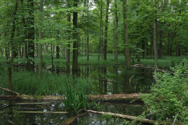 wetland