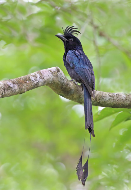 drongo