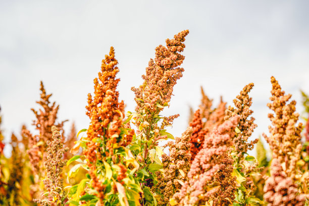 quinoa